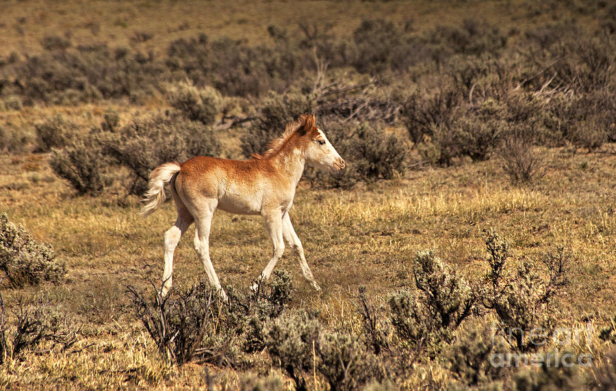 Cute Colt Wild Horse On Navajo Indian Reservation  Photograph by Jerry Cowart