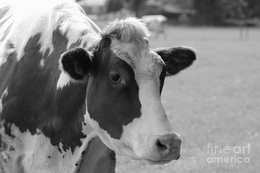 Cute Cow - Black and White Photograph by Carol Groenen