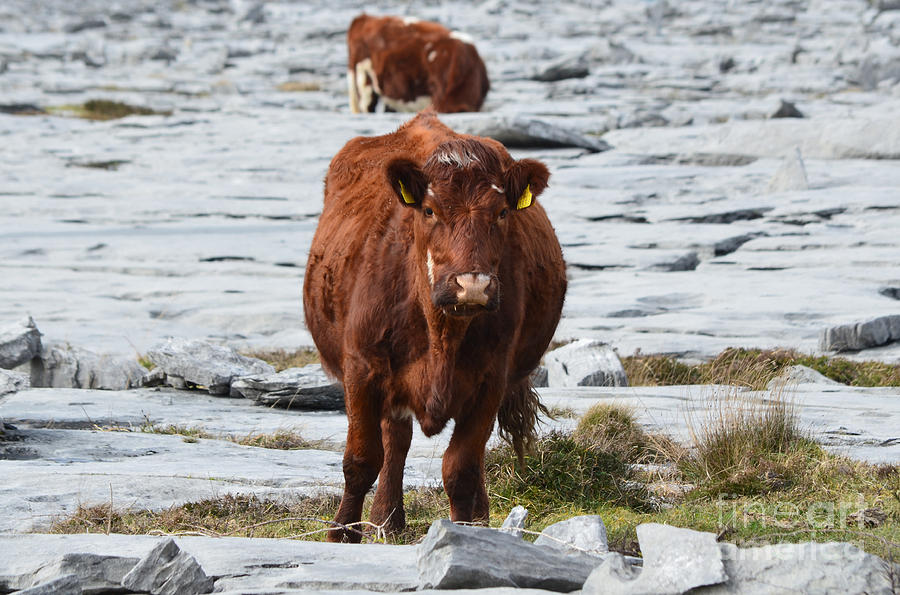 Cute Cows on the Burren Photograph by DejaVu Designs