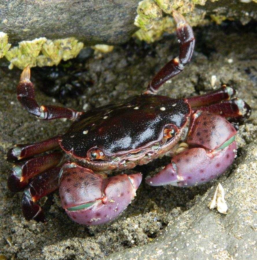 Cute Crab Photograph by Gallery Of Hope 