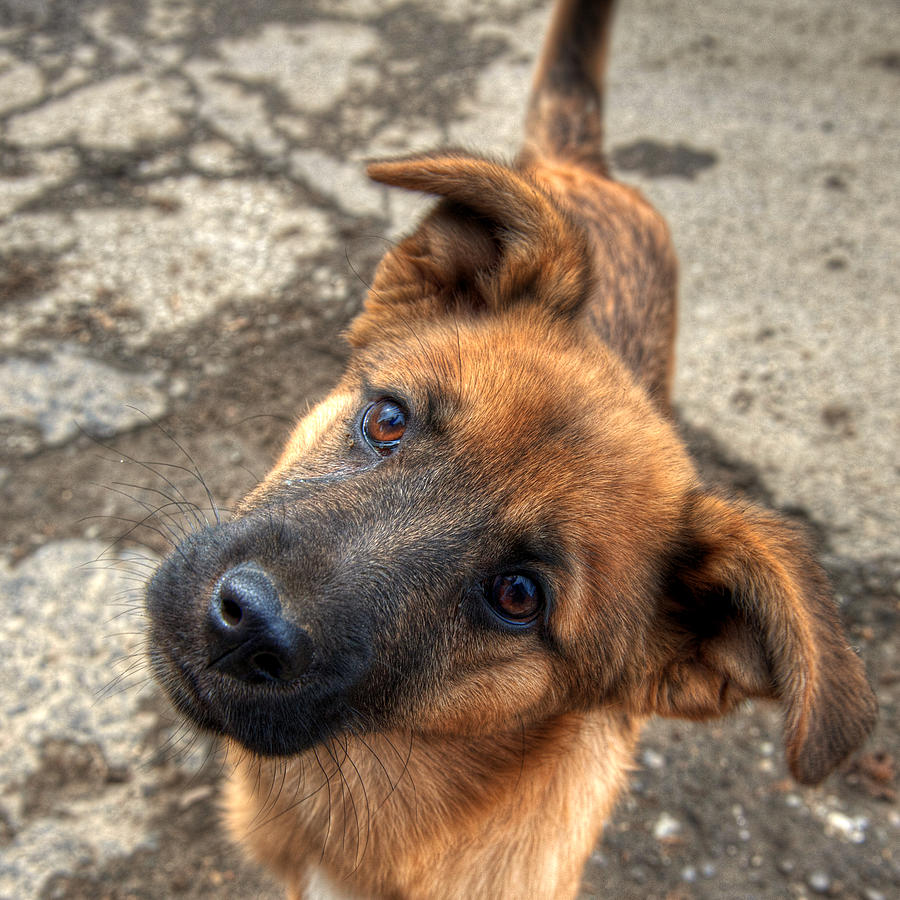 Dog Photograph - Cute dog closeup by Vlad Baciu