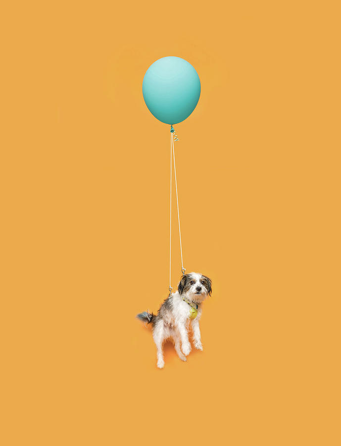 Cute Dog Floating With A Balloon Photograph by Ian Ross Pettigrew