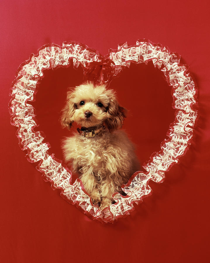 Cute Dog Inside Lacy Valentine Heart Photograph by Vintage Images ...