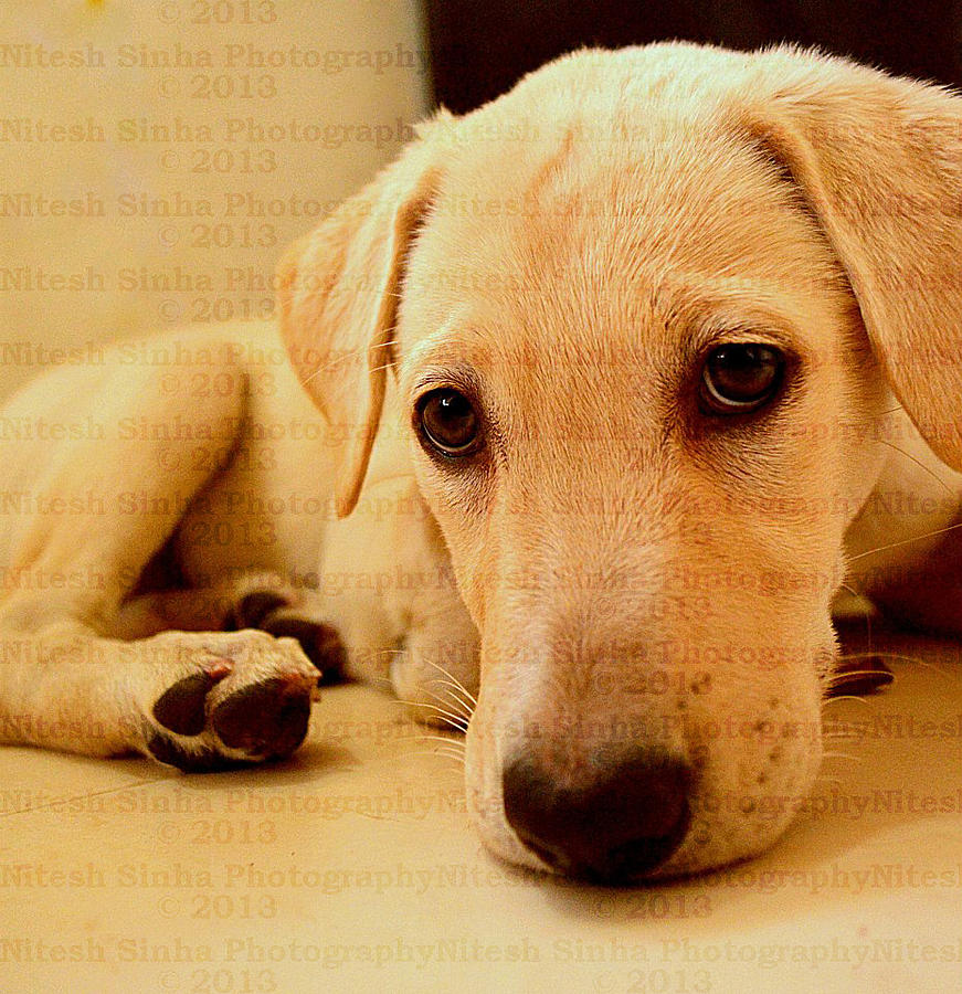 Dog Photograph - Cute Dog by Nitesh Sinha