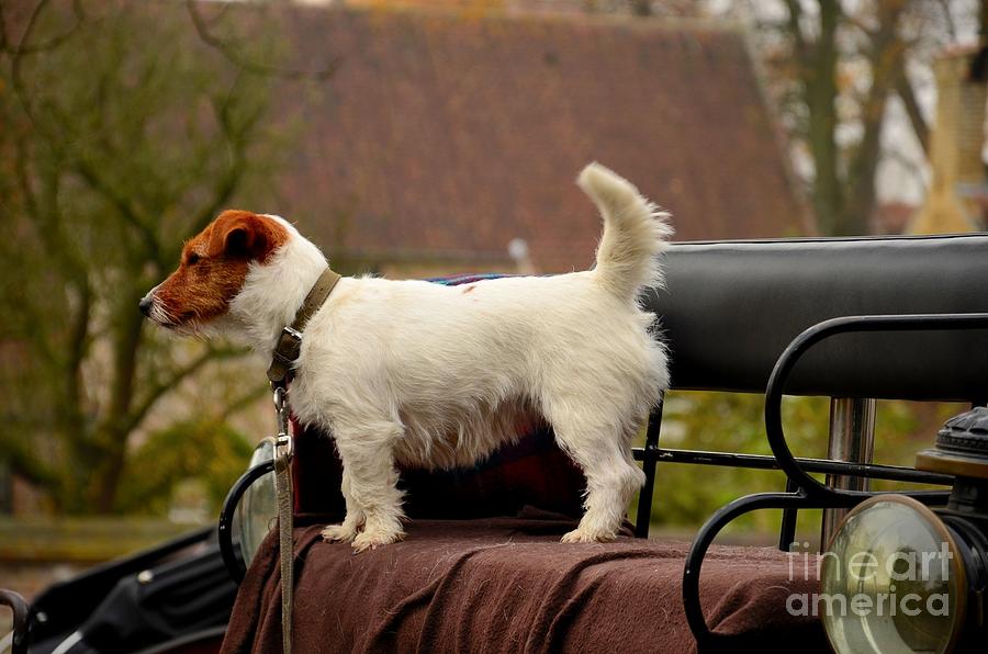 Cute dog on carriage seat Bruges Belgium Photograph by Imran Ahmed