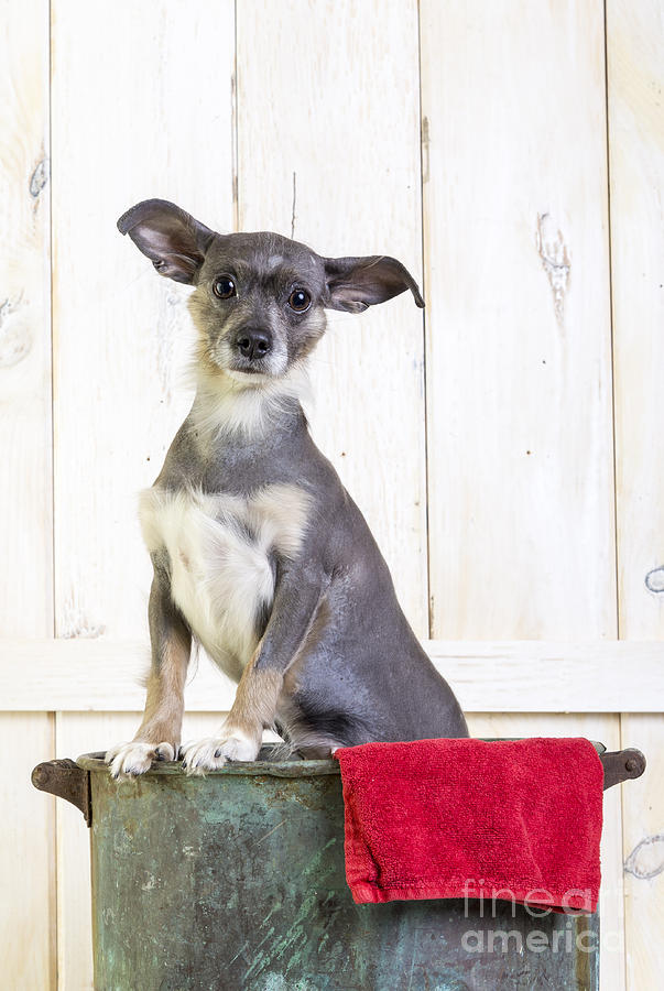 Dog Photograph - Cute Dog Washtub by Edward Fielding