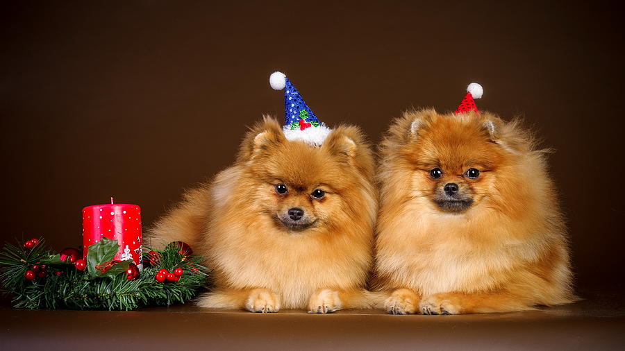 Cute Christmas Dogs  Photograph by Doc Braham