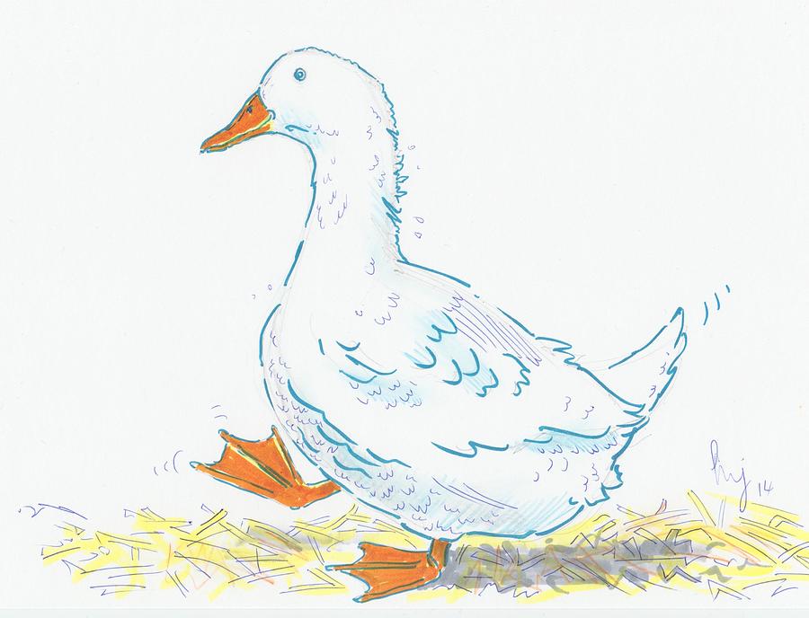 Cute Duck Cartoon Drawing by Mike Jory - Fine Art America