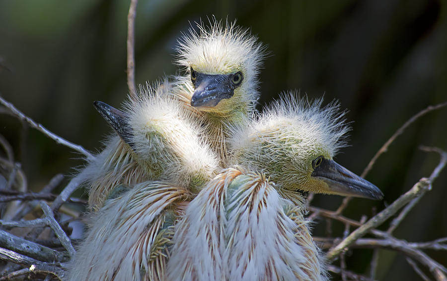 Cute Egret Chicks Photograph by Kenneth Albin