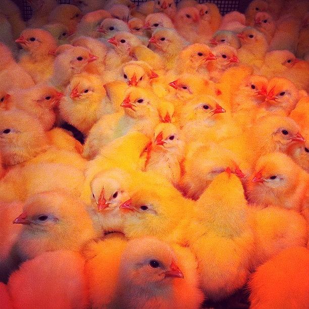 Chicken Photograph - #cute #fluffy #chicks #instagood by Julia Goldberg