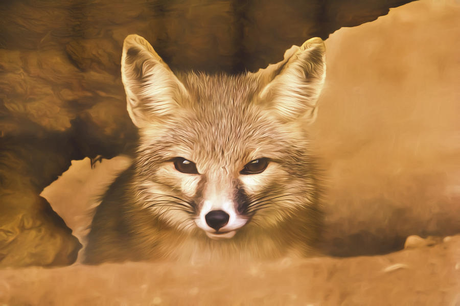 Cute Fox  Photograph by Brian Cross