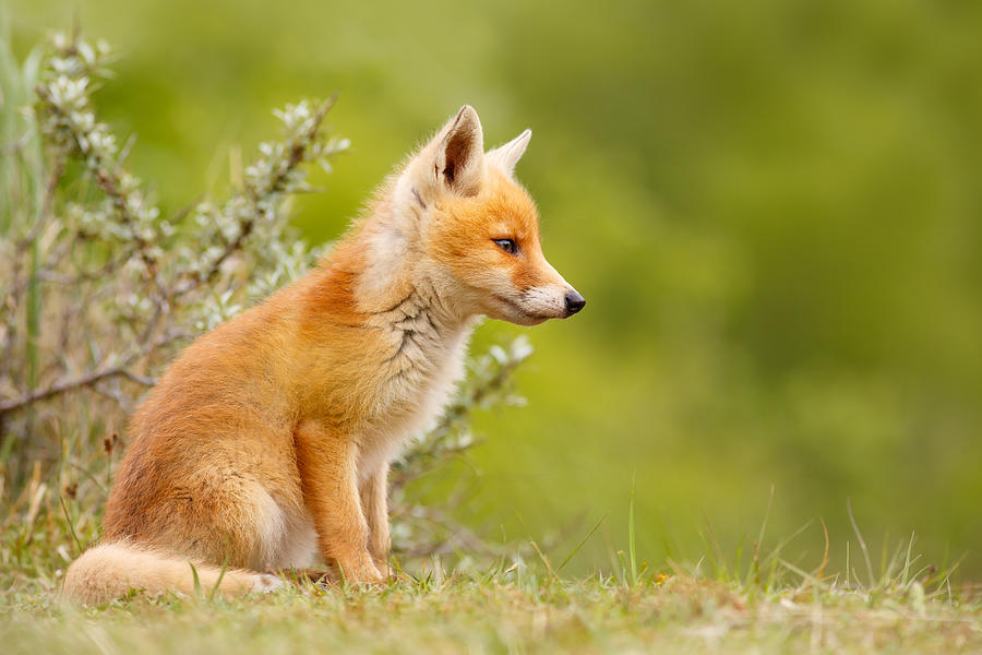 red fox Diet, Behaviour, Adaptations Britannicacom