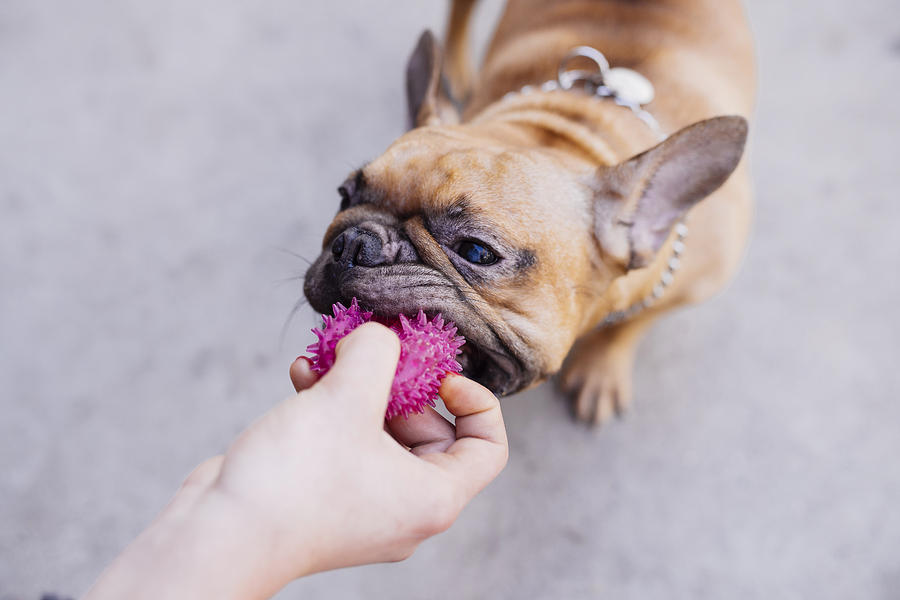 Cute french bulldog (dog) biting a pink toy Photograph by Volanthevist
