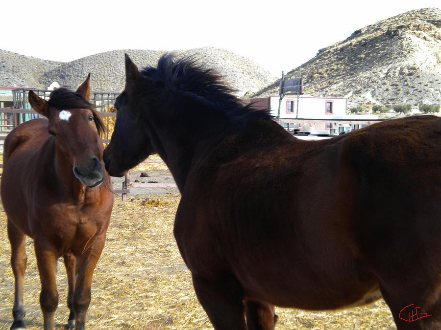 Cute Friendly Horse Greeting Spain  Photograph by Colette V Hera Guggenheim