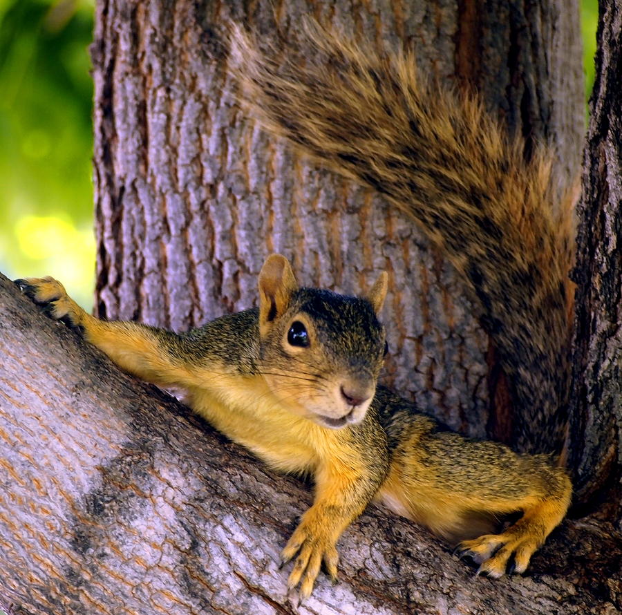 Nature Photograph - Cute Fuzzy Squirrel in Tree near Garden by Amy McDaniel
