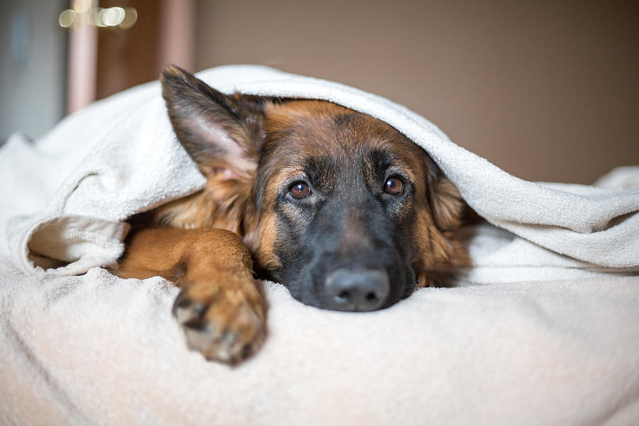 Cute German Shepherd in a blanket on bed. Photograph by Kosheleva_Kristina