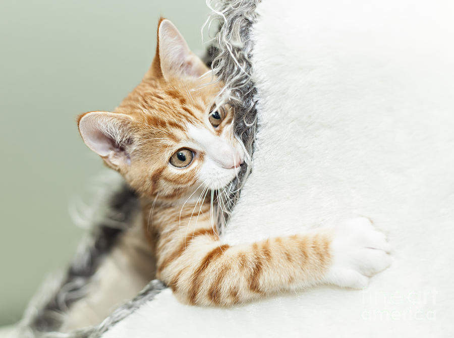 Cute ginger kitten in igloo Photograph by Sophie McAulay