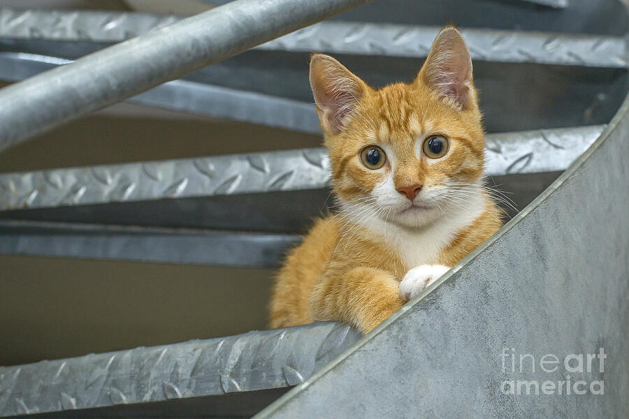 Cute ginger kitten Photograph by Patricia Hofmeester
