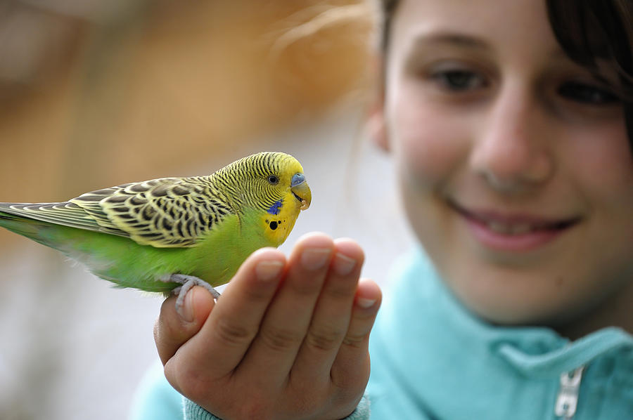 Cute Girl With A Budgie Photograph by Akrp