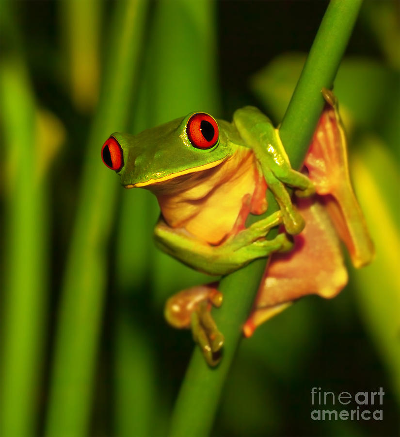 Cute green frog Photograph by Anna Om