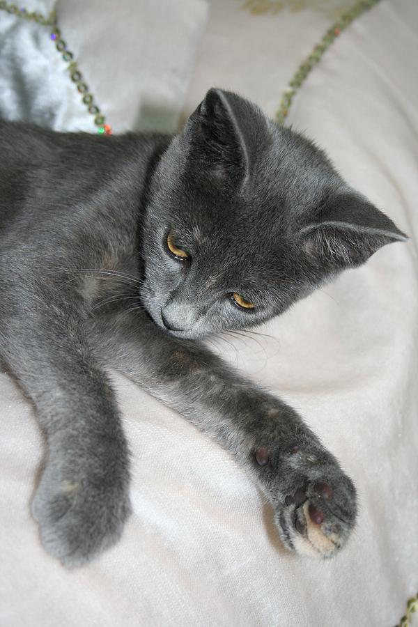 Cute Grey Kitten Relaxing Photograph by Taiche Acrylic Art