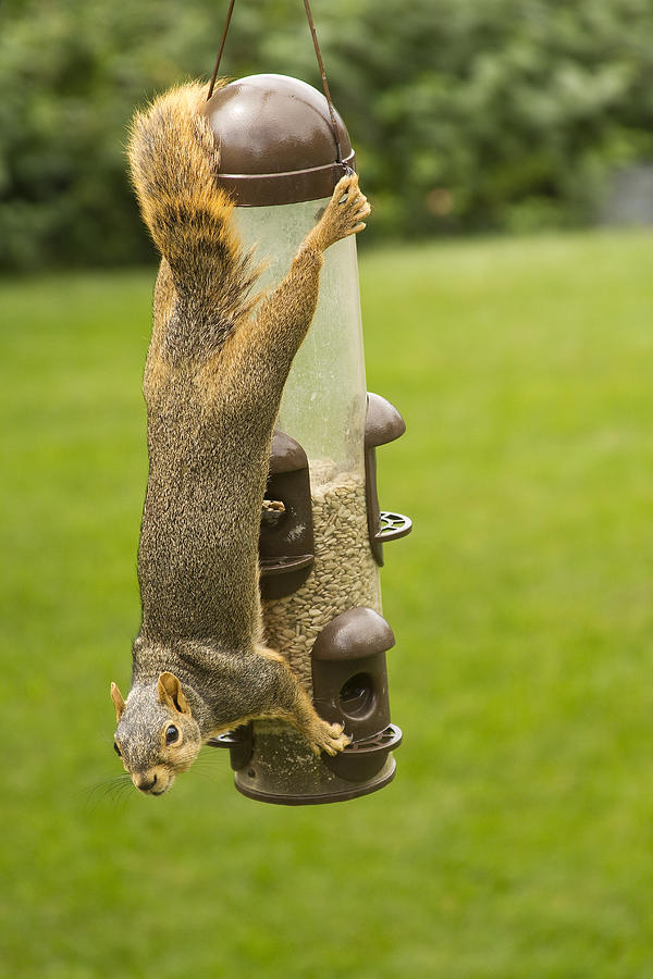 Squirrel Photograph - Cute Hanging Squirrel by James BO Insogna