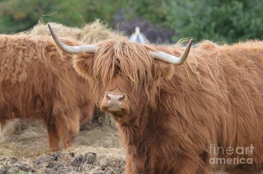 Cute Highland Cow Photograph by DejaVu Designs