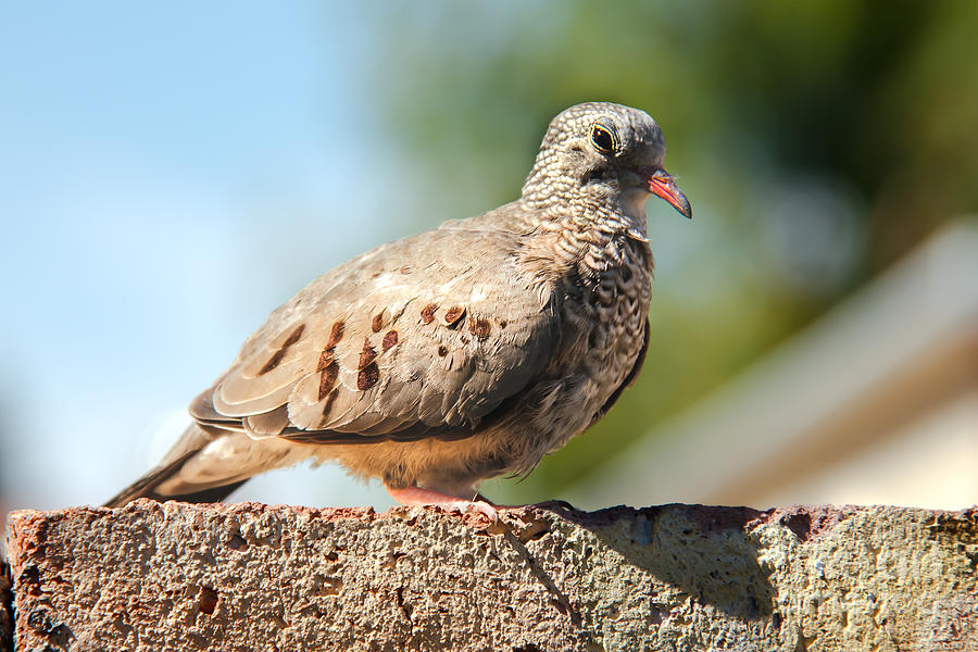 Cute Inca Dove Photograph by Robert Bales