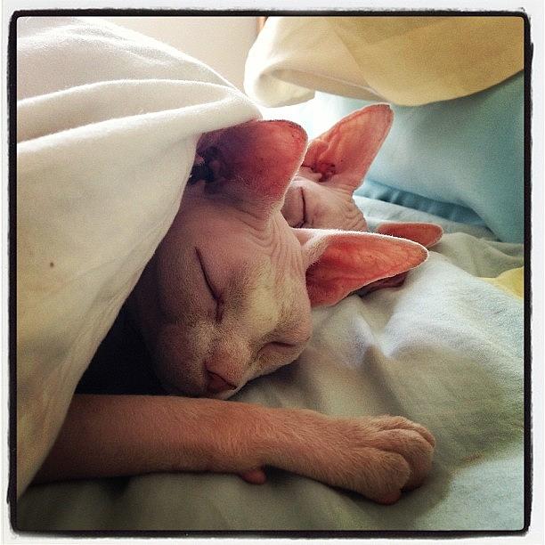 Sphynx Photograph - Cute-ing It Up In My Bed :) #noonoo by Samantha Charity Hall