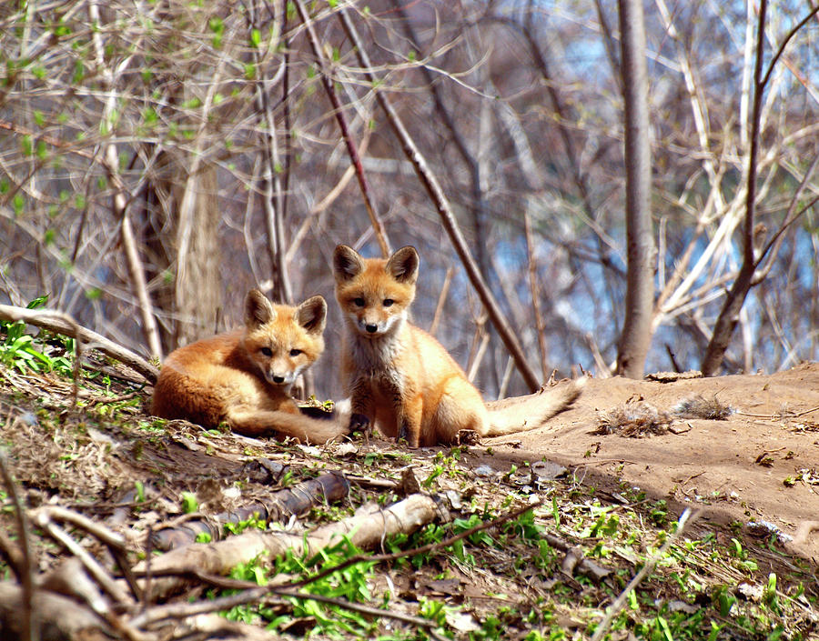 Cute Kit Foxes Together 1 Photograph by Thomas Young