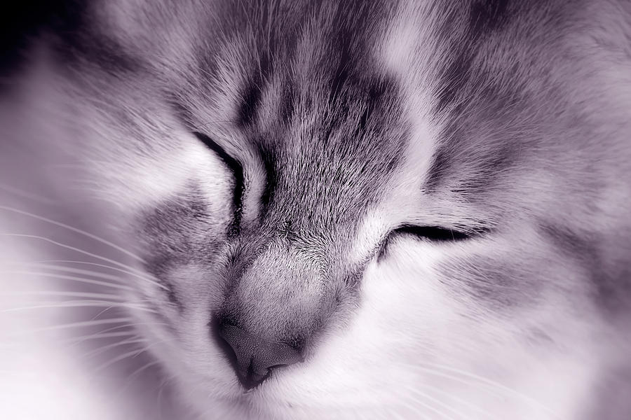 Cat Photograph - Cute Kitten by Modern Abstract