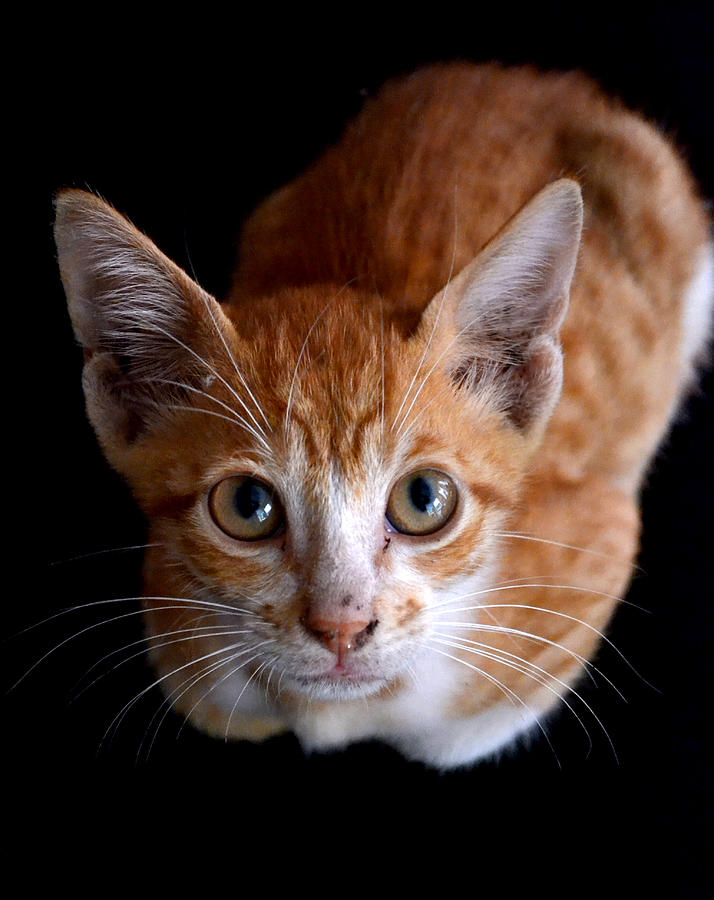 Animal Photograph - Cute Kitten by Jatin Thakkar