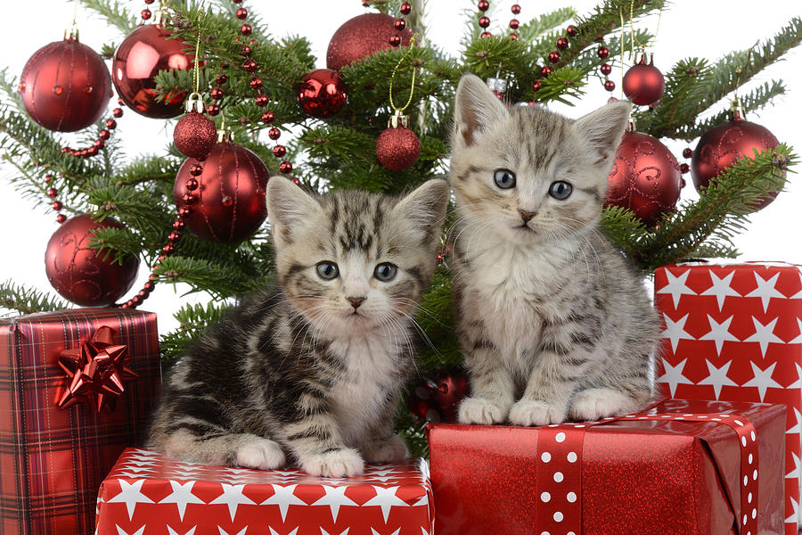 Christmas Photograph - Cute Kitten Xmas Presents by MGL Meiklejohn Graphics Licensing