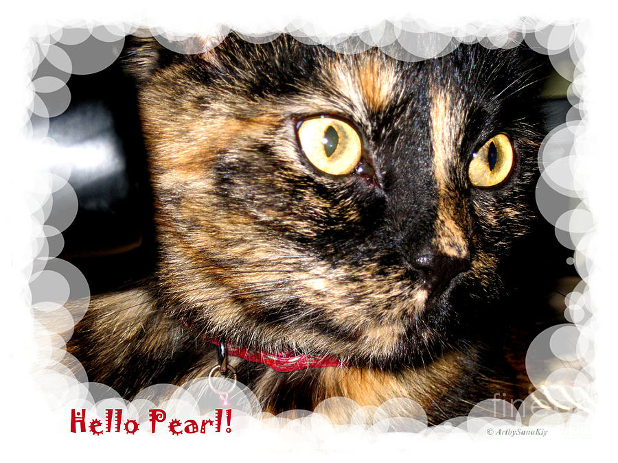 Animal Photograph - Cute Kitty. Hello Pearl by Oksana Semenchenko