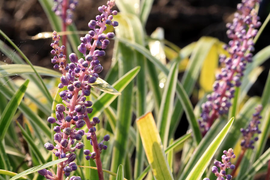 Cute Little Buds Photograph by Carolyn Fletcher