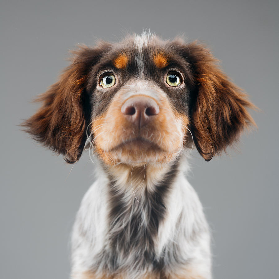 Cute little Epagneul Breton dog portrait Photograph by SensorSpot