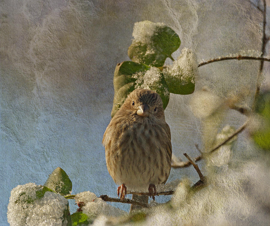 Bird Photograph - Cute Little Finch by Sandy Keeton