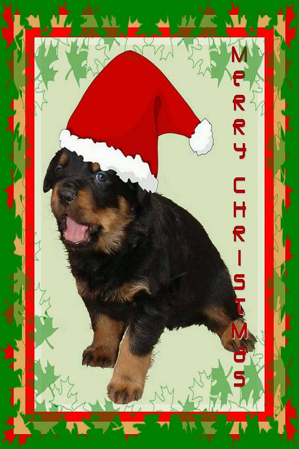 Cute Merry Christmas Puppy In Santa Hat  Photograph by Taiche Acrylic Art