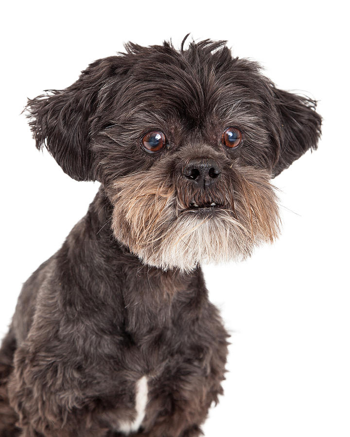 Dog Photograph - Cute Mixed Breed Small Dog Headshot by Good Focused