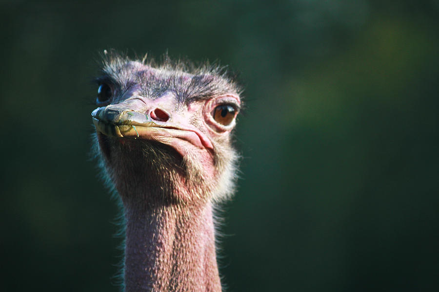 Cute Ostrich Face Photograph By Eti Reid Pixels