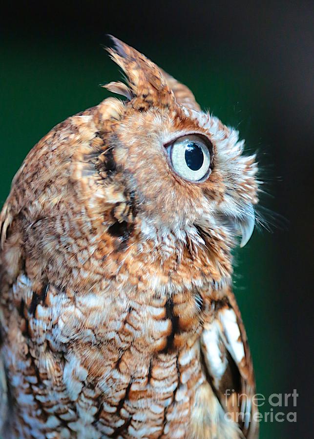 Owl Photograph - Cute Owl Profile by Carol Groenen