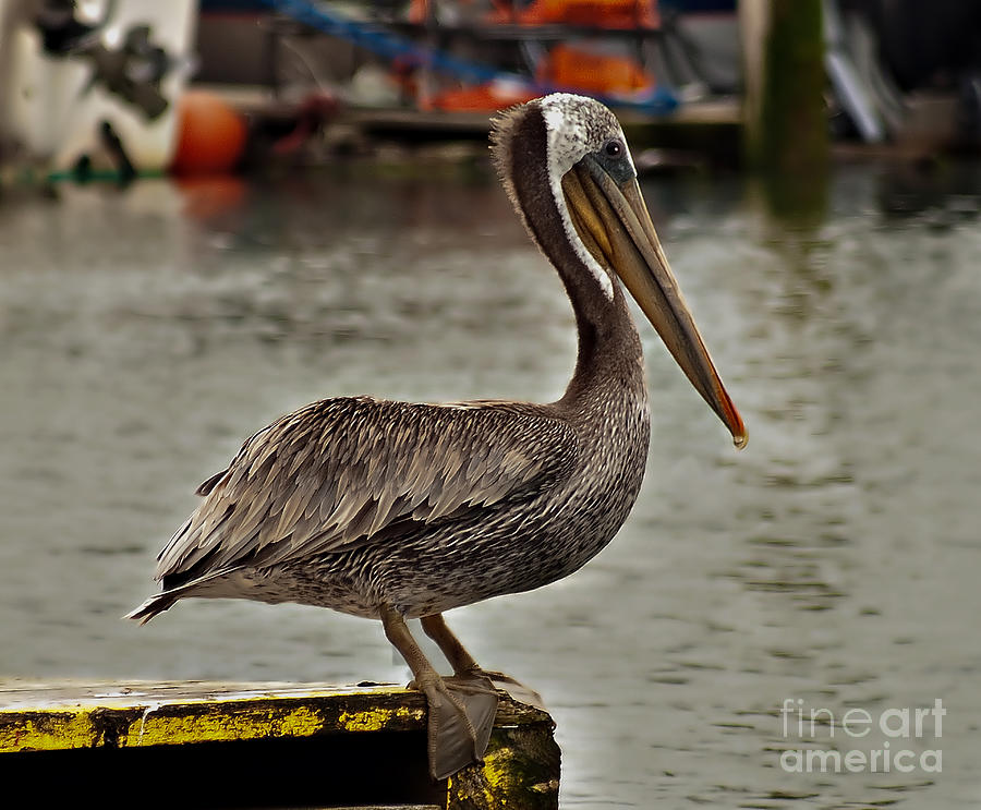 Cute Pelican Photograph by Robert Bales