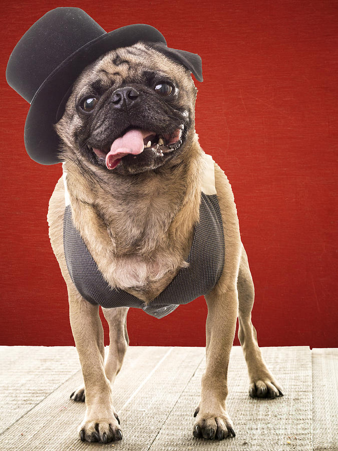 Cute Pug dog in vest and top hat Photograph by Edward Fielding