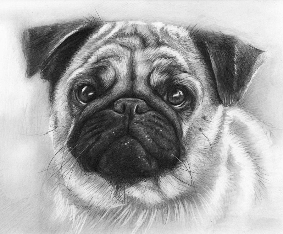Dog Drawing - Cute Pug by Olga Shvartsur