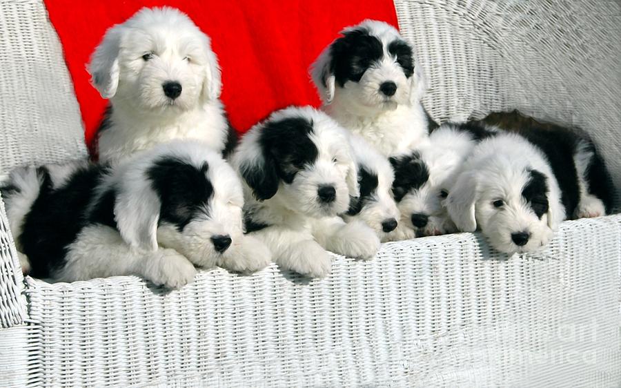Christmas Photograph - Cute Puppies by Kathleen Struckle