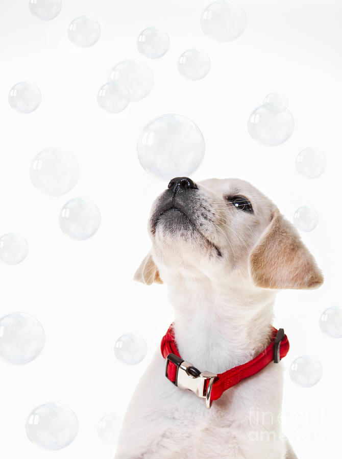 Cute puppy with a soap bubble on his nose. Photograph by Diane Diederich