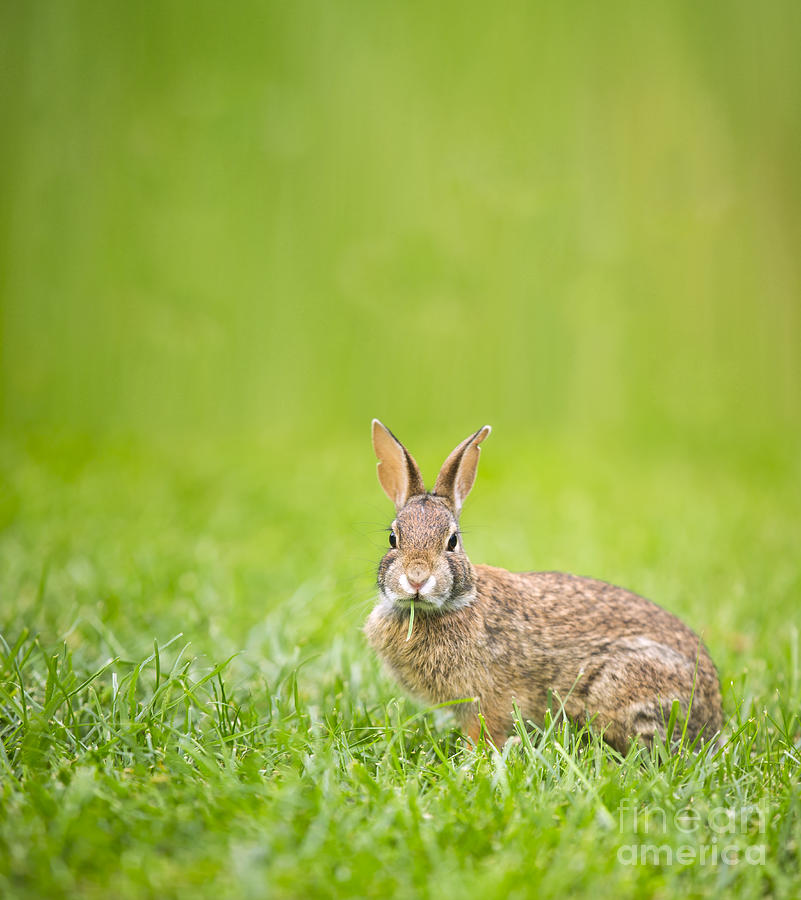 Cute Rabbit Photograph by Diane Diederich