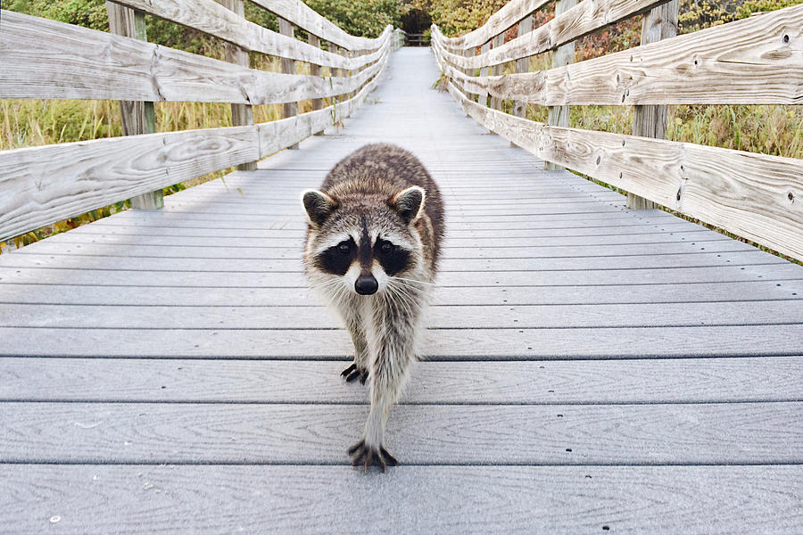 Cute raccoon walking on a boardwalk in Bill Baggs Cape Florida State Park towards camera Photograph by Alexander Spatari