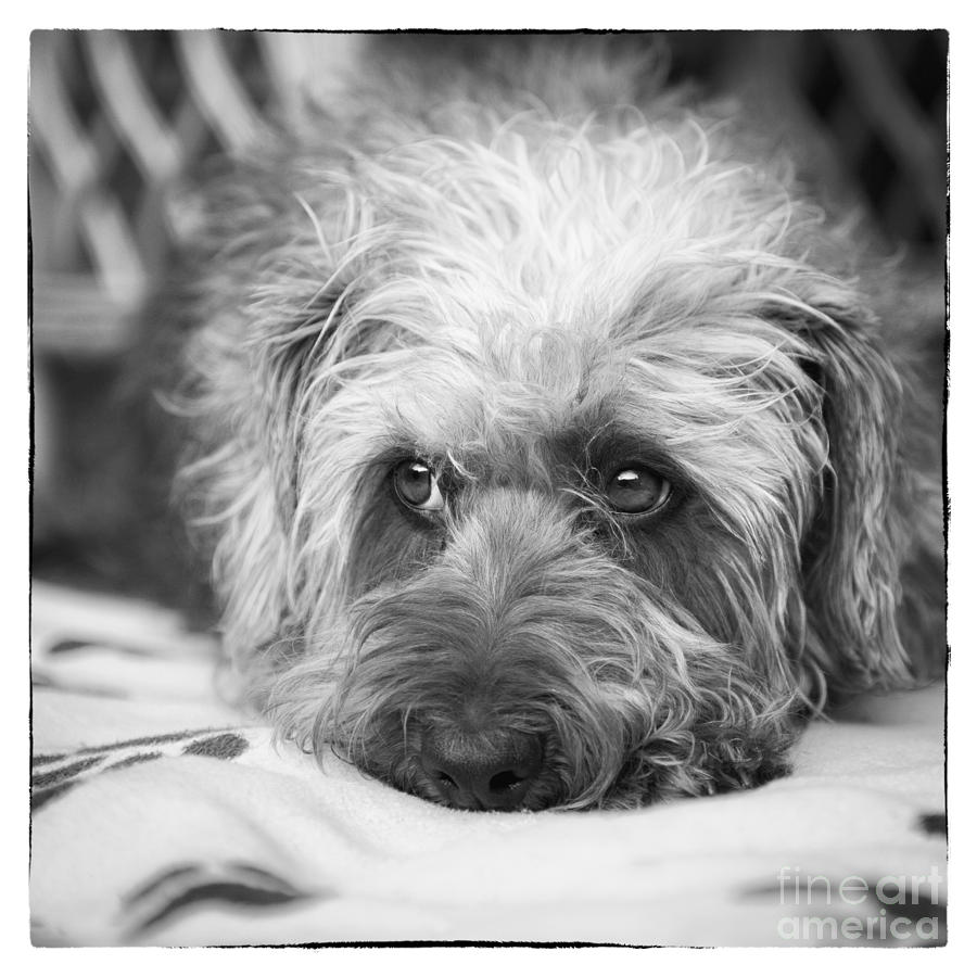 Black And White Photograph - Cute Scruffy Pup in Black and White by Natalie Kinnear
