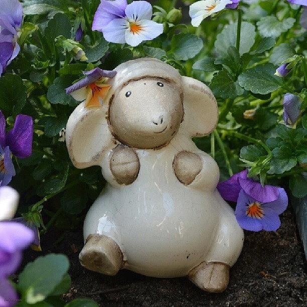 Flower Photograph - Cute Sheep Decoration by Eve Tamminen